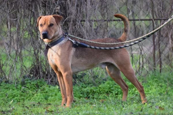 Rongyi, male young Mixed Breed for adoption at Jeromos Egyesület (Baja)