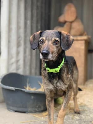 Rony, male Mixed Breed for adoption at Jeromos Egyesület (Baja)