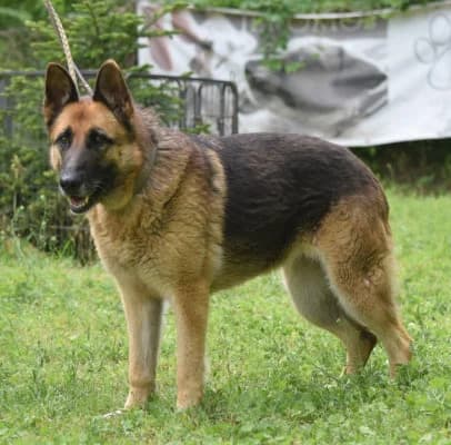 Szépség, female Mixed Breed for adoption at Jeromos Egyesület (Baja)