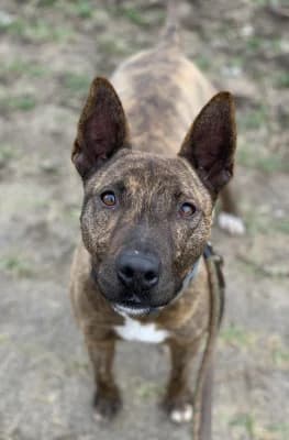 Tigris, male Mixed Breed for adoption at Jeromos Egyesület (Baja)