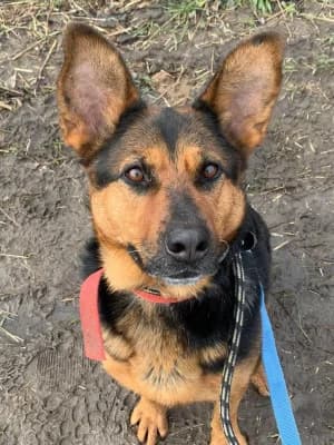 Vacak 2, female Mixed Breed for adoption at Jeromos Egyesület (Baja)