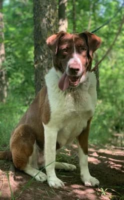 Vanda, female Mixed Breed for adoption at Jeromos Egyesület (Baja)