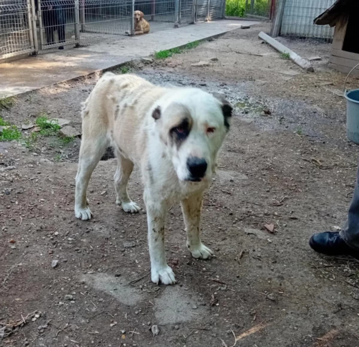 Dáriusz, Mixed Breed (Békési Állatvédők)