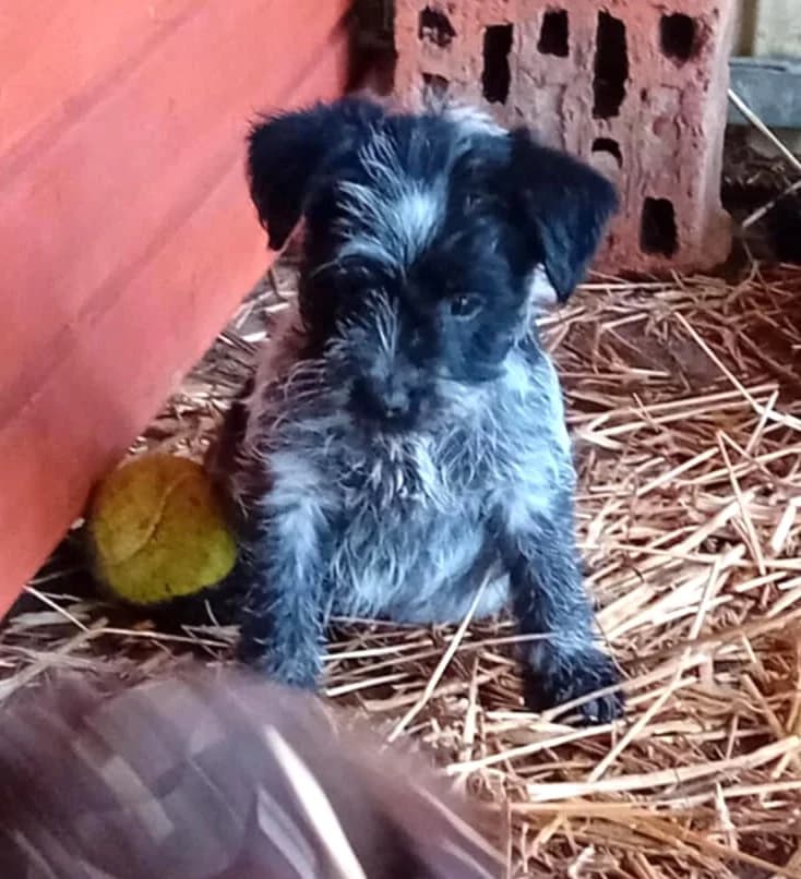 5 kicsi kutya, Mixed Breed (Békési Állatvédők)