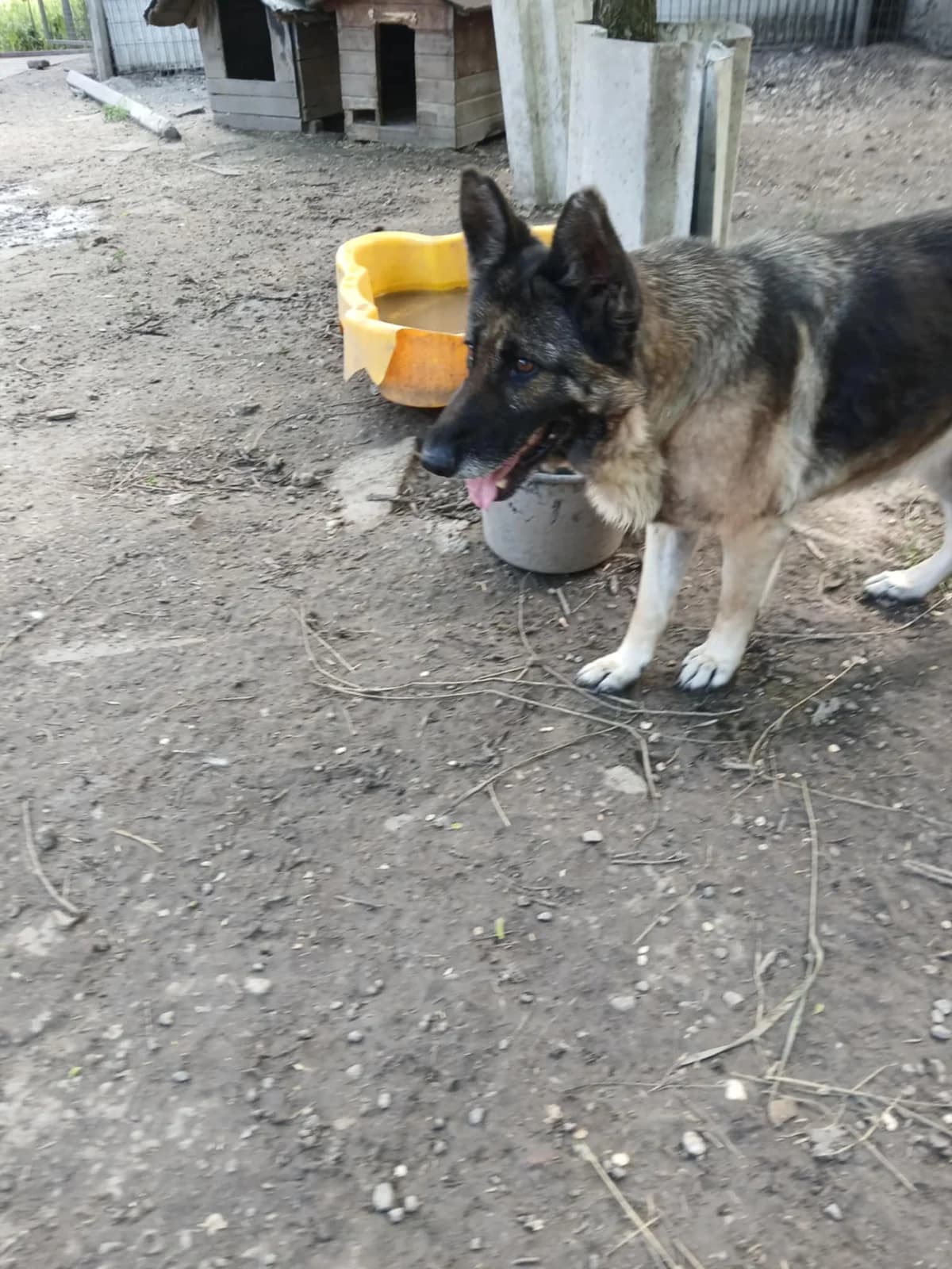 Alexa, Mixed Breed (Békési Állatvédők)