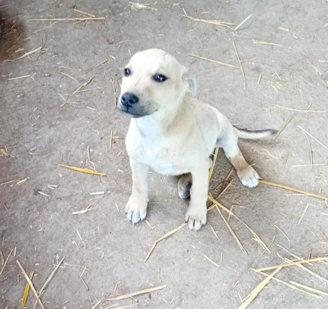 Keni, Mixed Breed (Békési Állatvédők)