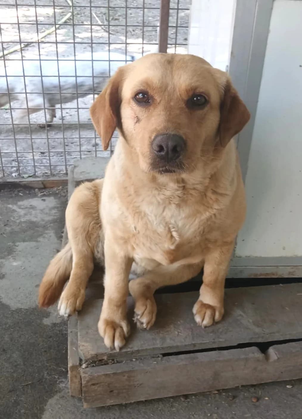 Nika, Mixed Breed (Békési Állatvédők)