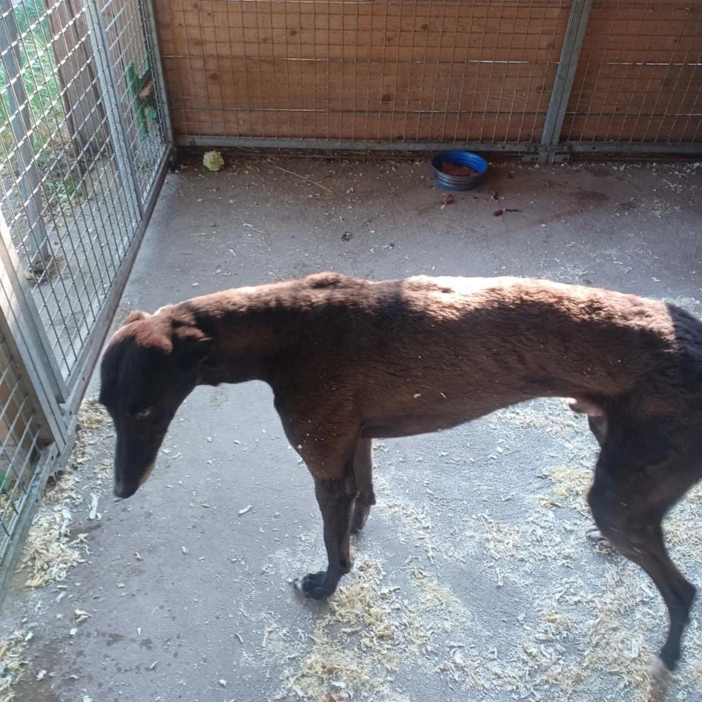 Deni, Mixed Breed (Békési Állatvédők)