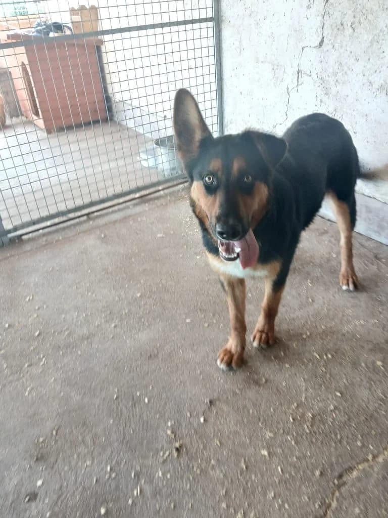 Bonbon, Mixed Breed (Békési Állatvédők)