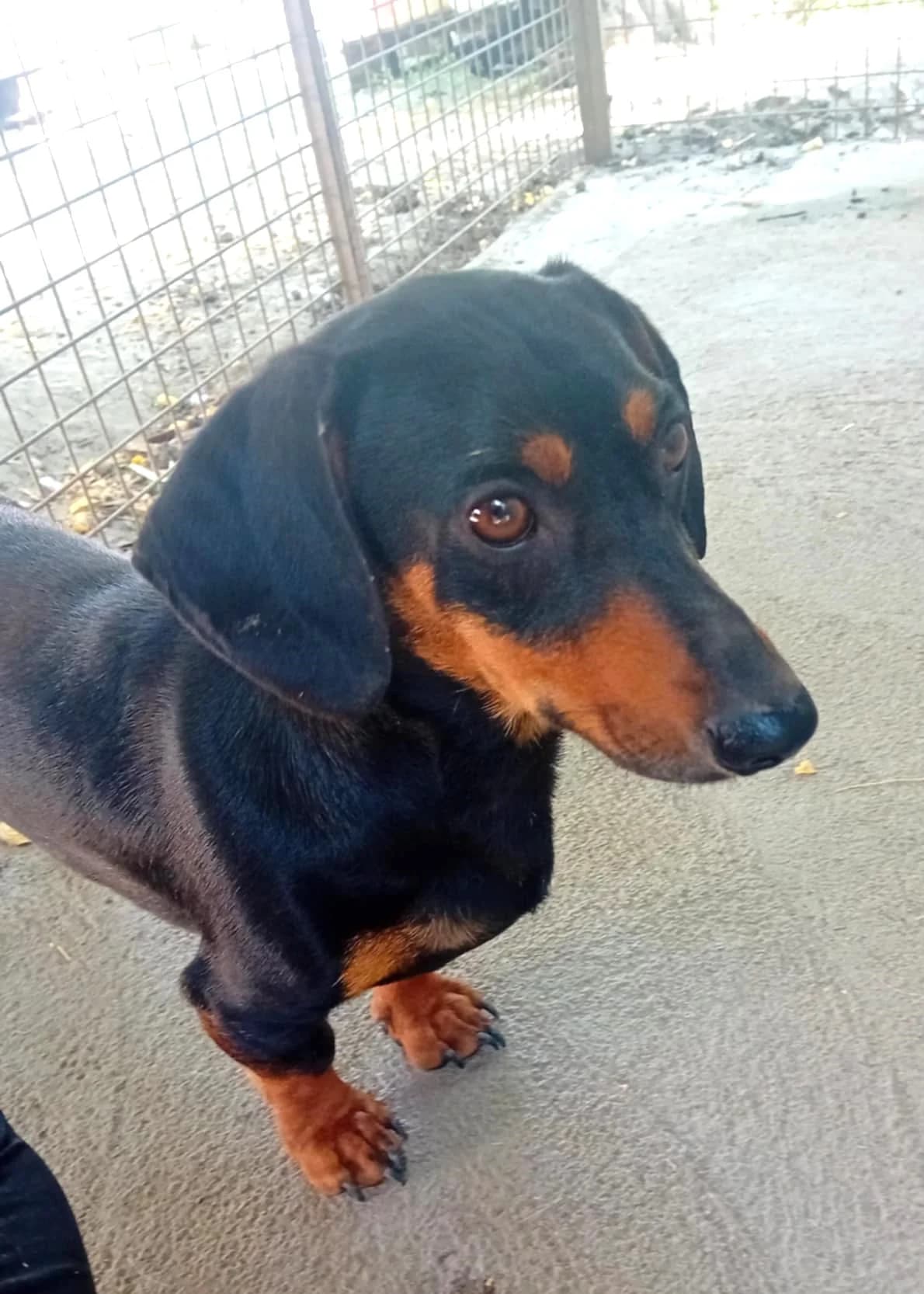 Herry, Mixed Breed (Békési Állatvédők)