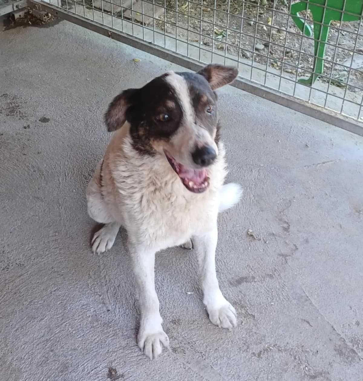 Körte, Mixed Breed (Békési Állatvédők)