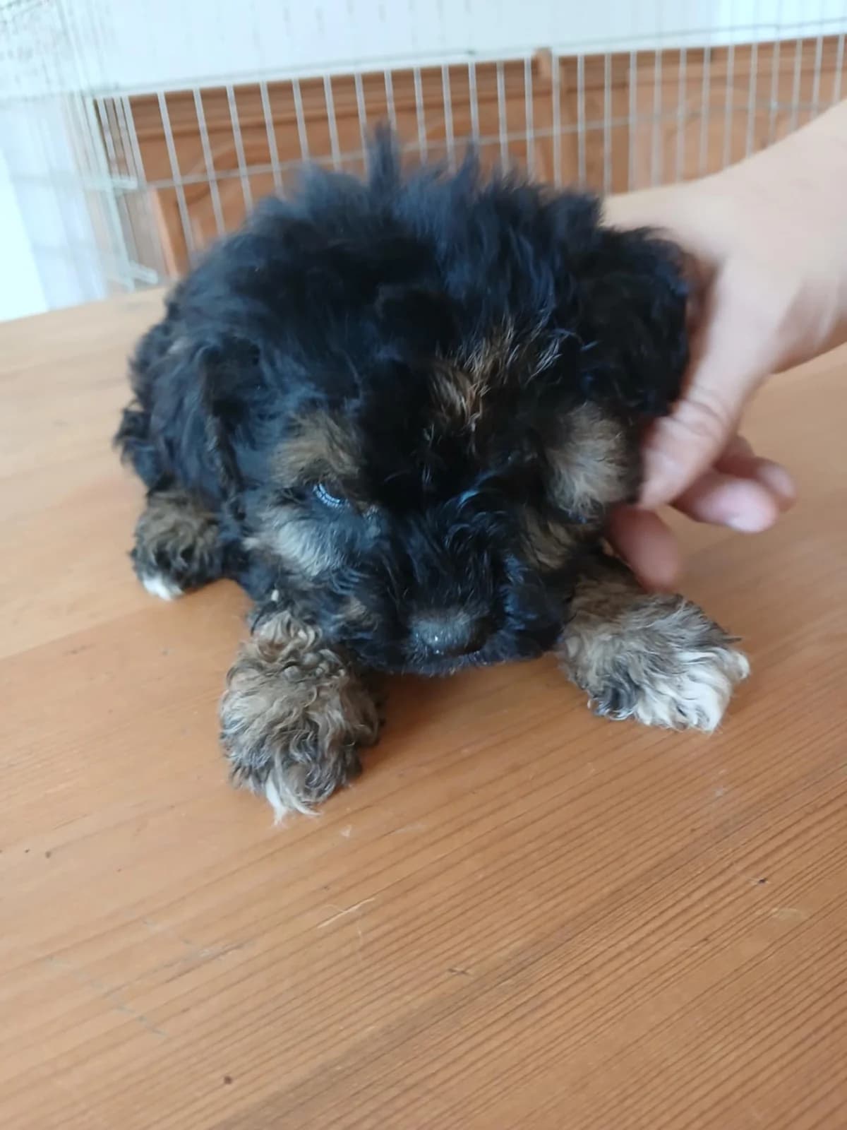 Dag, Mixed Breed (Békési Állatvédők)