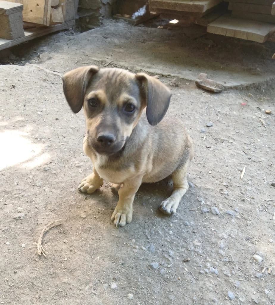 Berry, Mixed Breed (Békési Állatvédők)