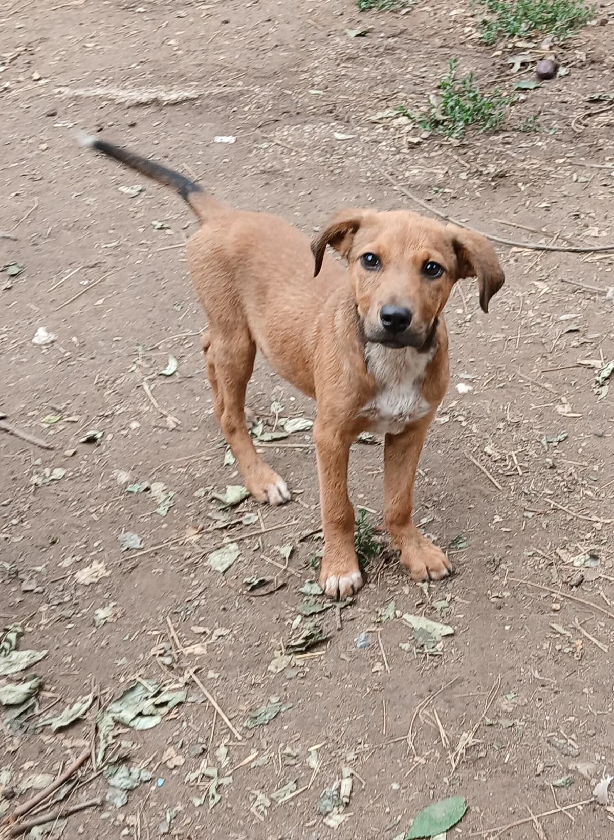 Barnus, Mixed Breed (Békési Állatvédők)