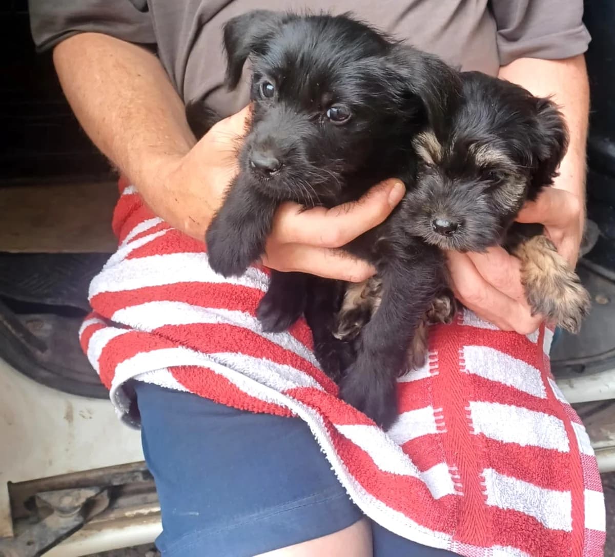 Két testvér, Mixed Breed (Békési Állatvédők)