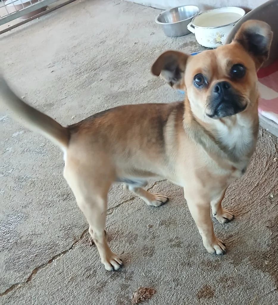 Dió és Melinda, Mixed Breed (Békési Állatvédők)