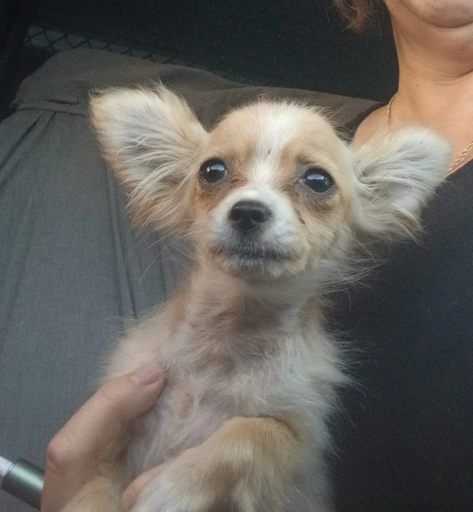 Jona, Mixed Breed (Békési Állatvédők)