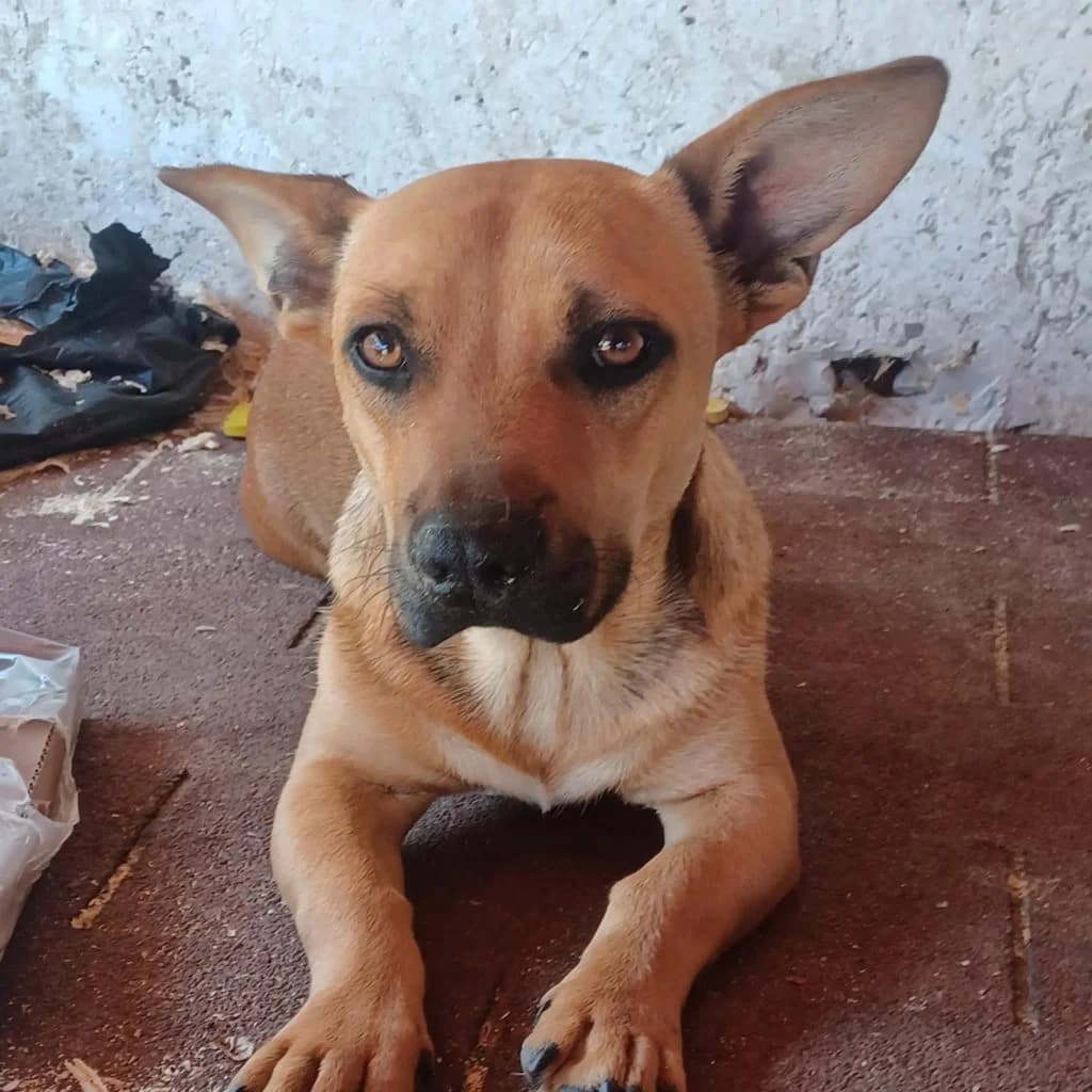 Pedro, Mixed Breed (Békési Állatvédők)
