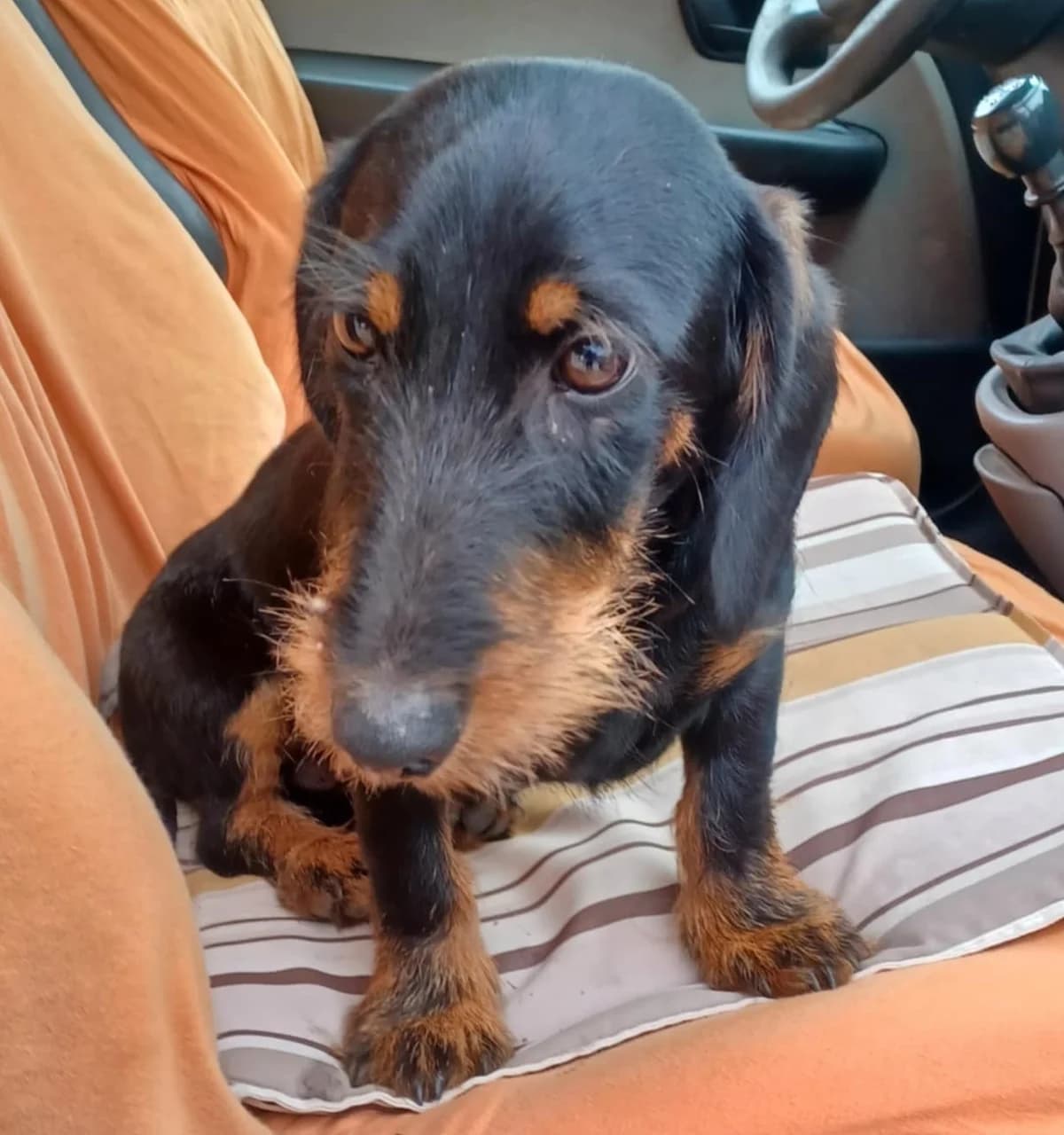 Tóbi, Mixed Breed (Békési Állatvédők)