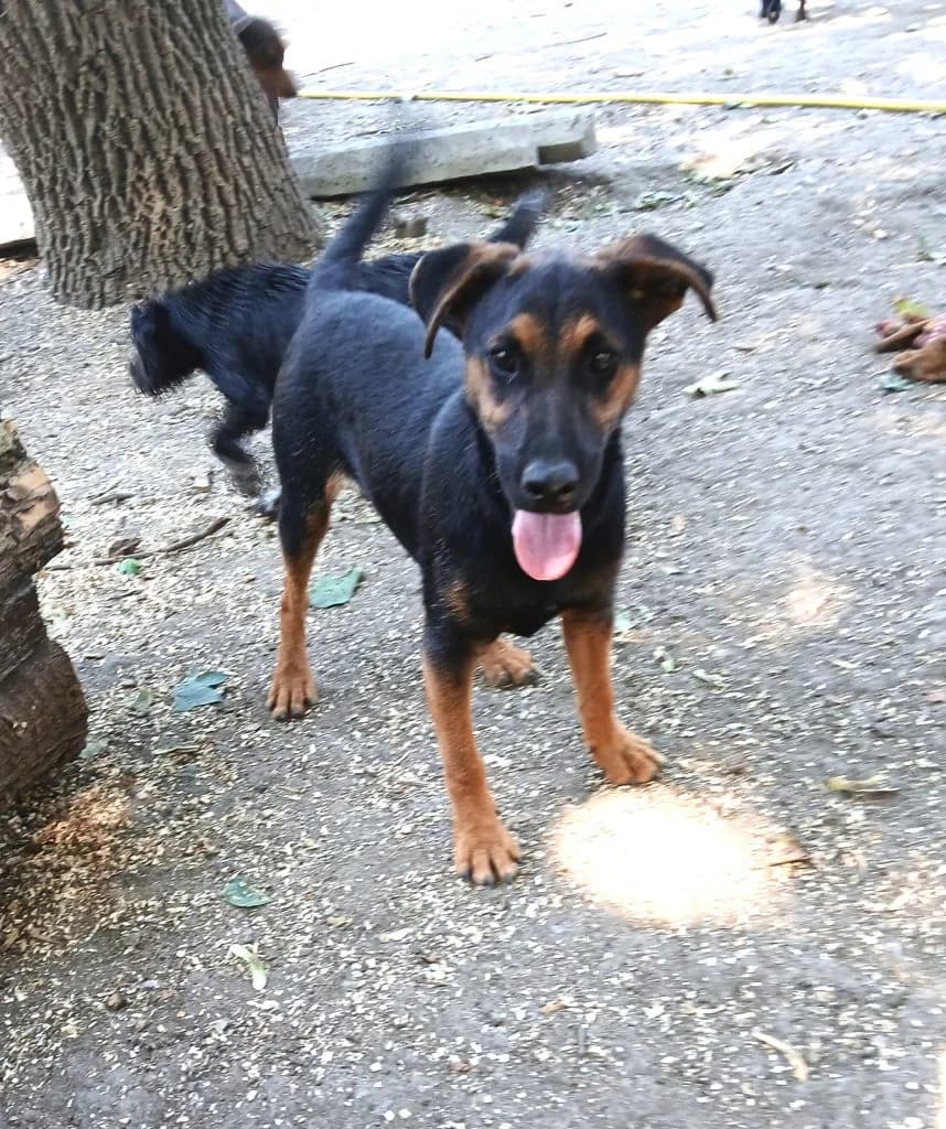 Szeki, Mixed Breed (Békési Állatvédők)