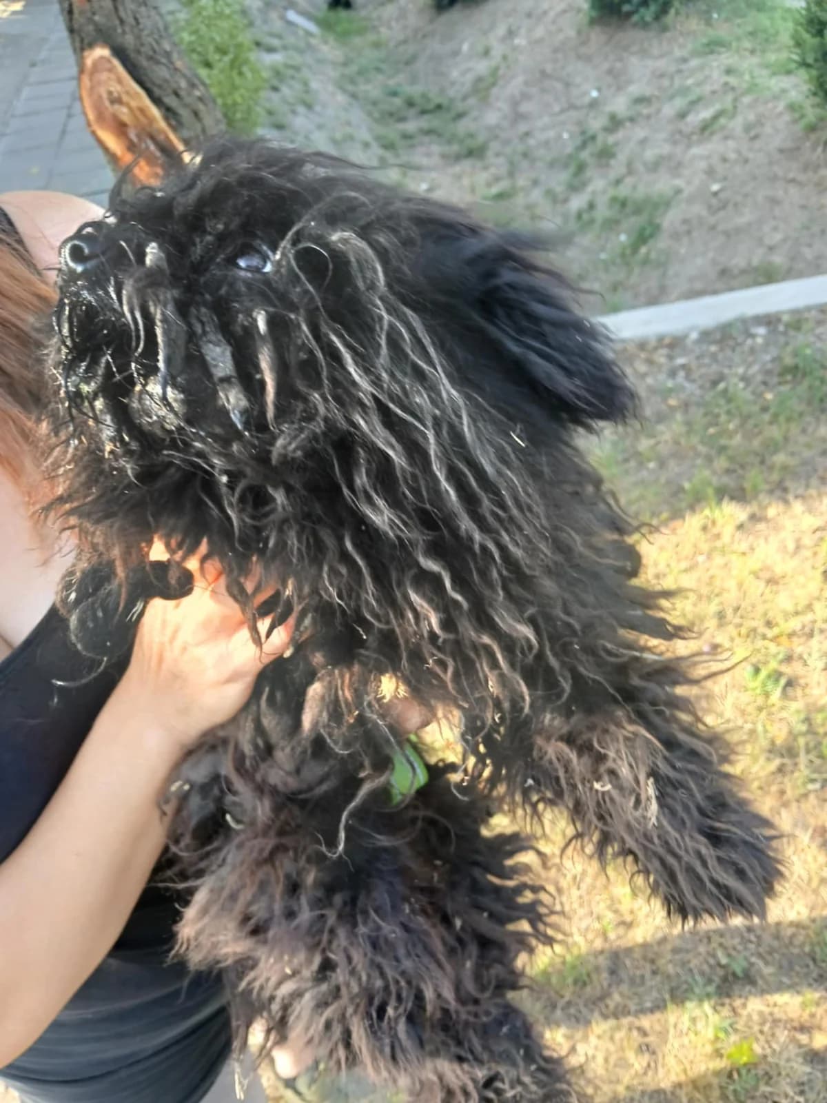 Ribizli, Mixed Breed (Békési Állatvédők)