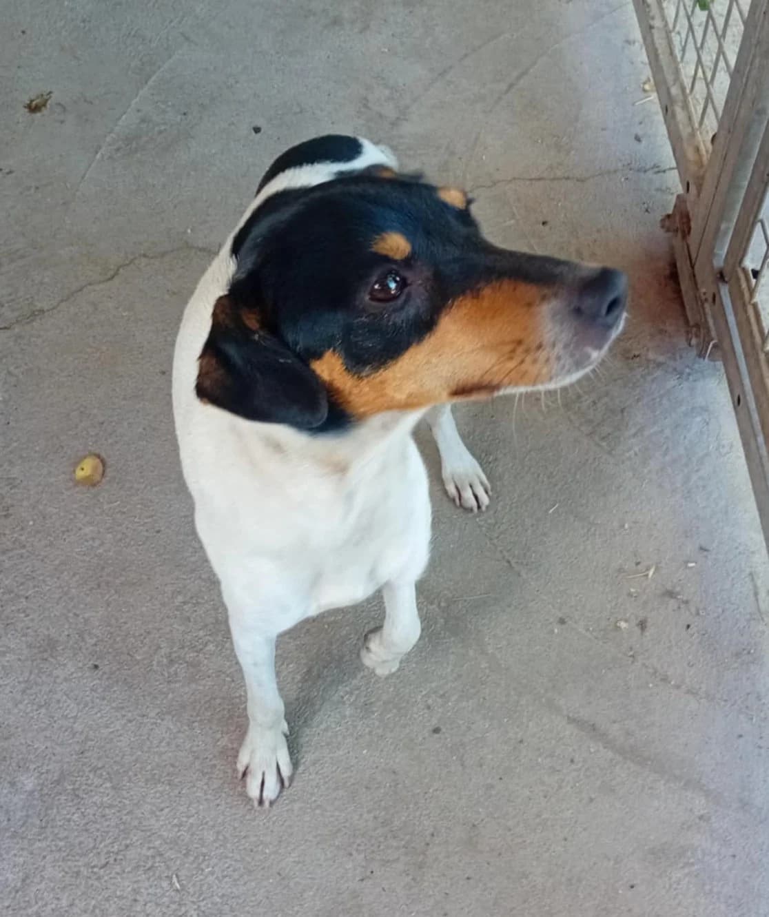 Denis, Mixed Breed (Békési Állatvédők)