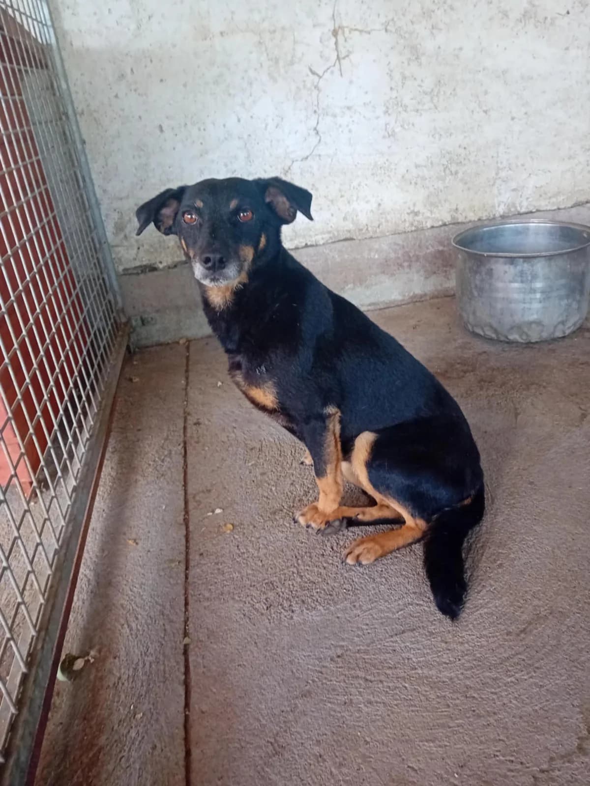 Muki, Mixed Breed (Békési Állatvédők)