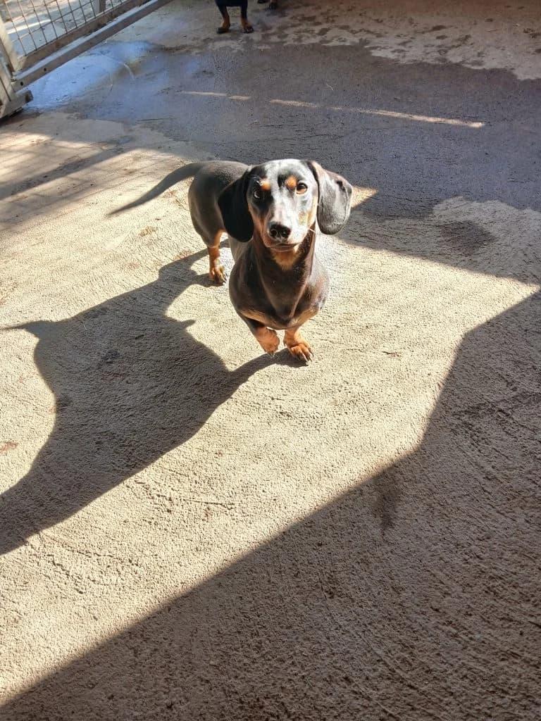 Csoki és Müzli, Mixed Breed (Békési Állatvédők)