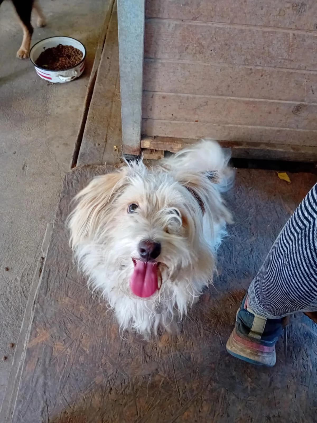 Morci, Mixed Breed (Békési Állatvédők)