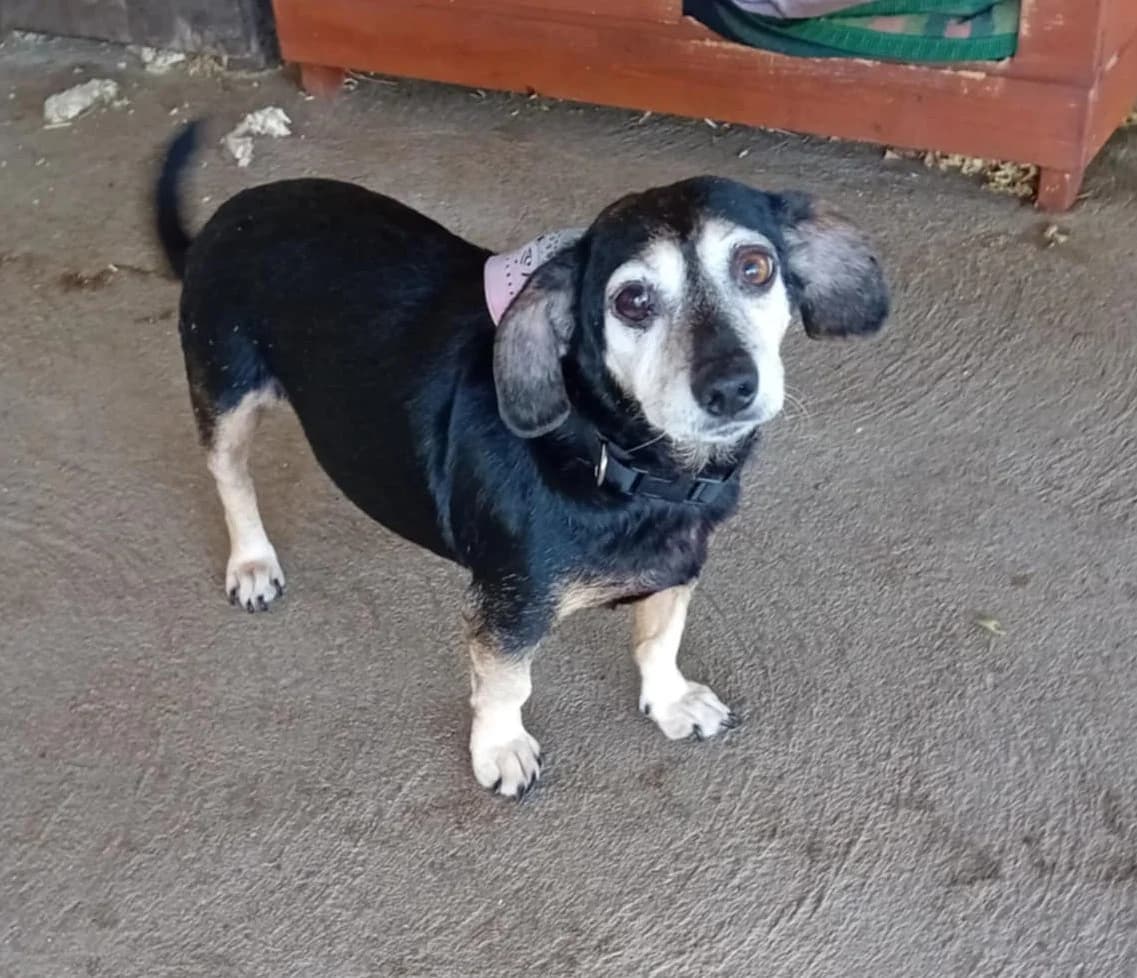Bori, Mixed Breed (Békési Állatvédők)