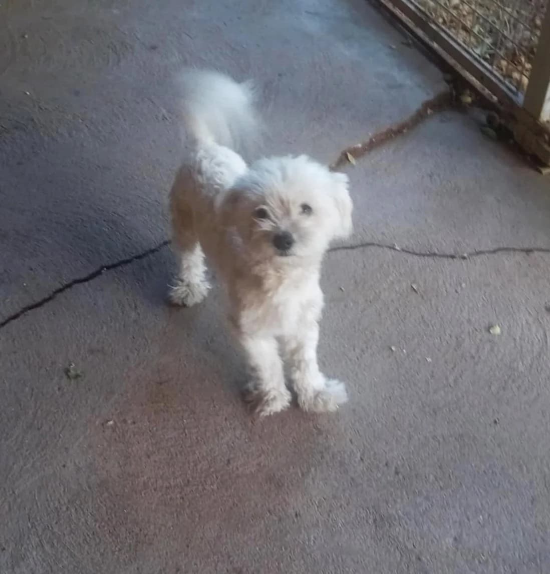 Hacsi, Mixed Breed (Békési Állatvédők)