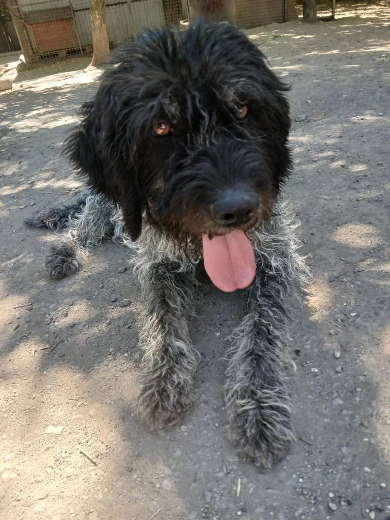 Feiko, Mixed Breed (Békési Állatvédők)