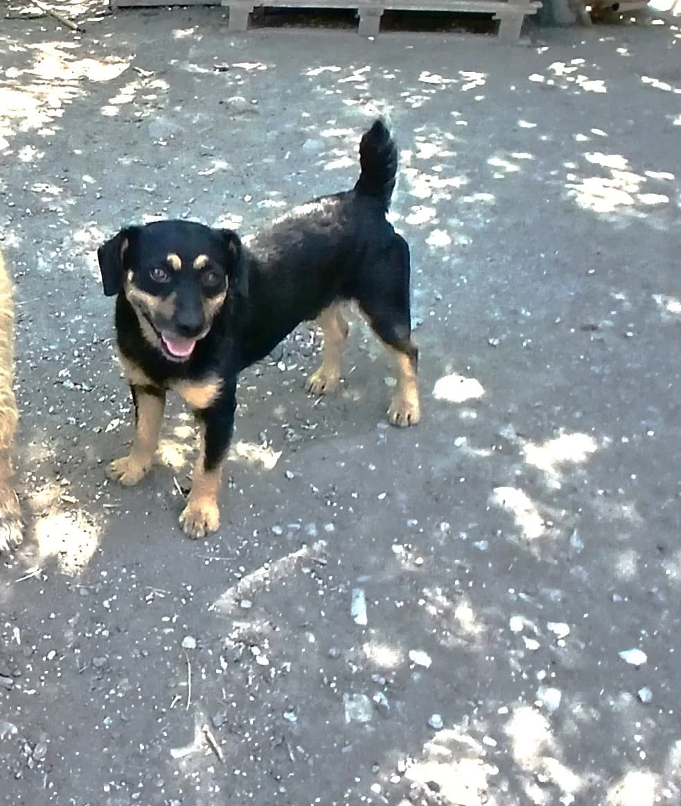 Teo, Mixed Breed (Békési Állatvédők)