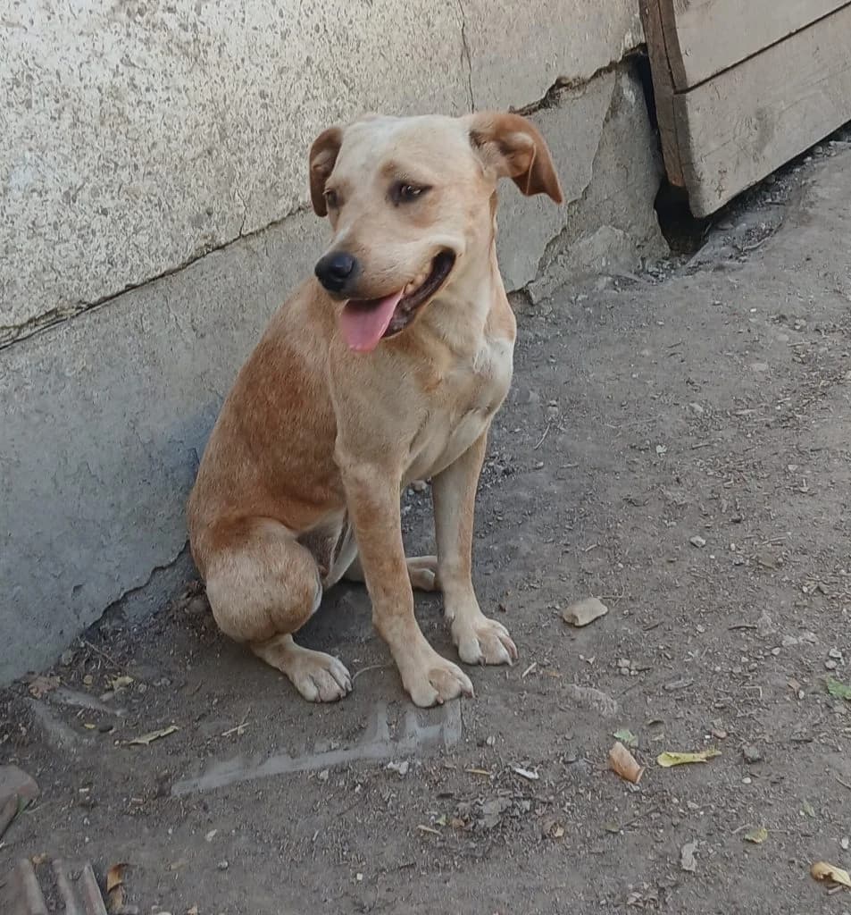 Sári, Mixed Breed (Békési Állatvédők)