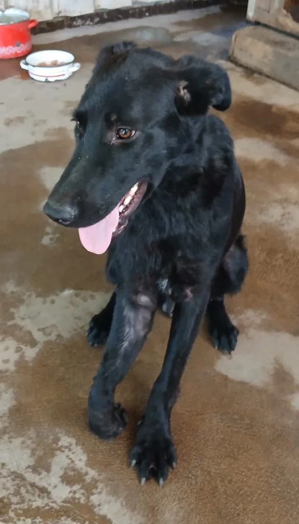 Bosco, Mixed Breed (Békési Állatvédők)