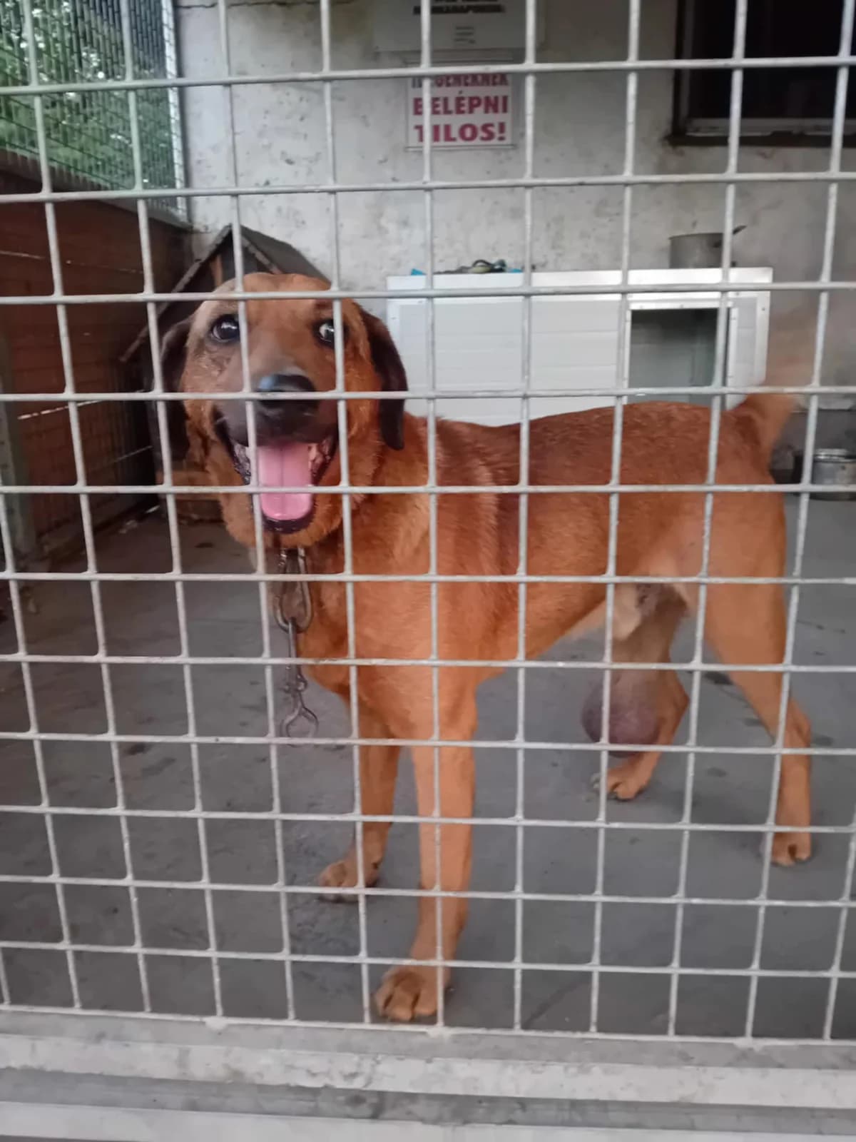 Buksi, Mixed Breed (Békési Állatvédők)
