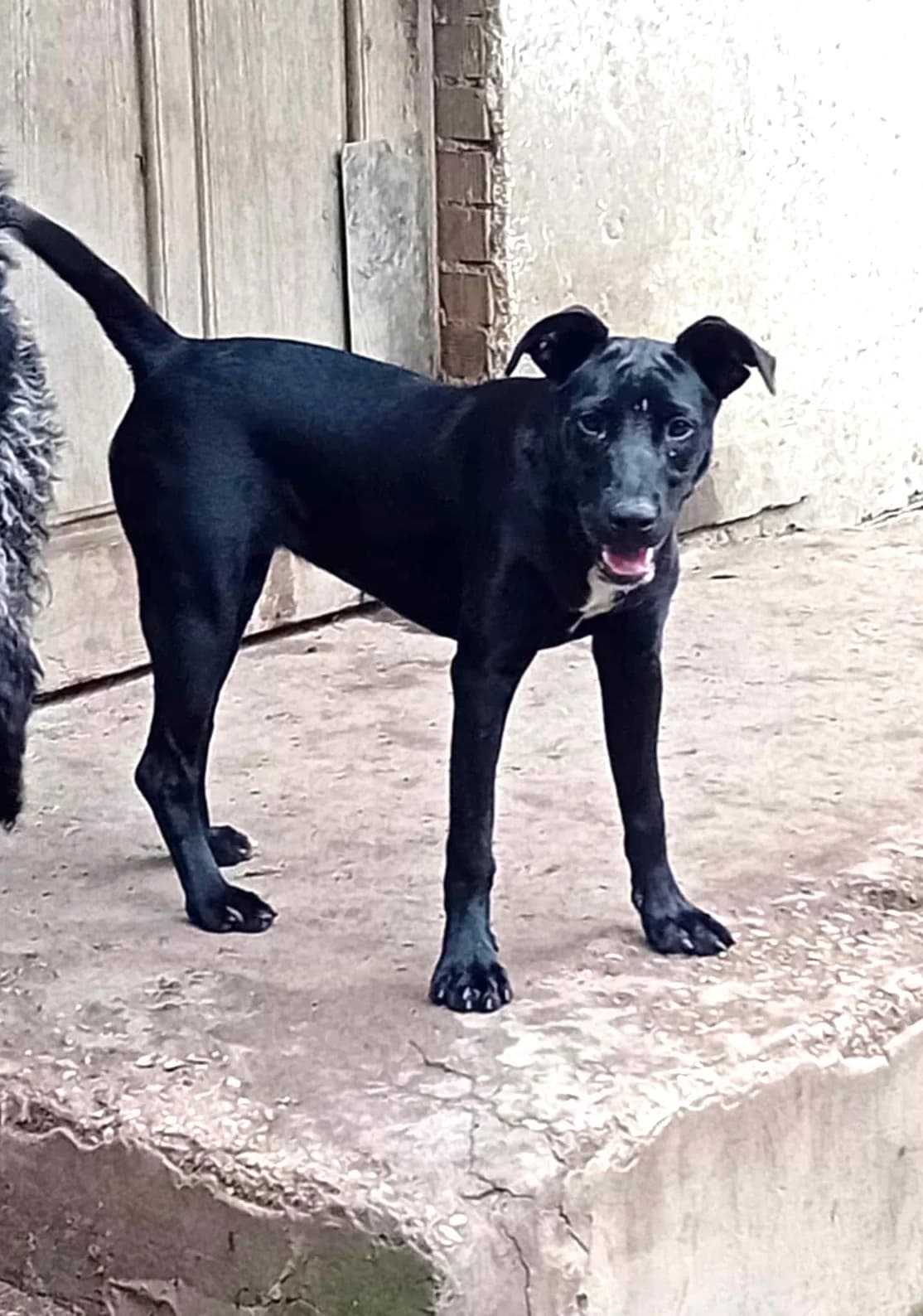 Kate, Mixed Breed (Békési Állatvédők)