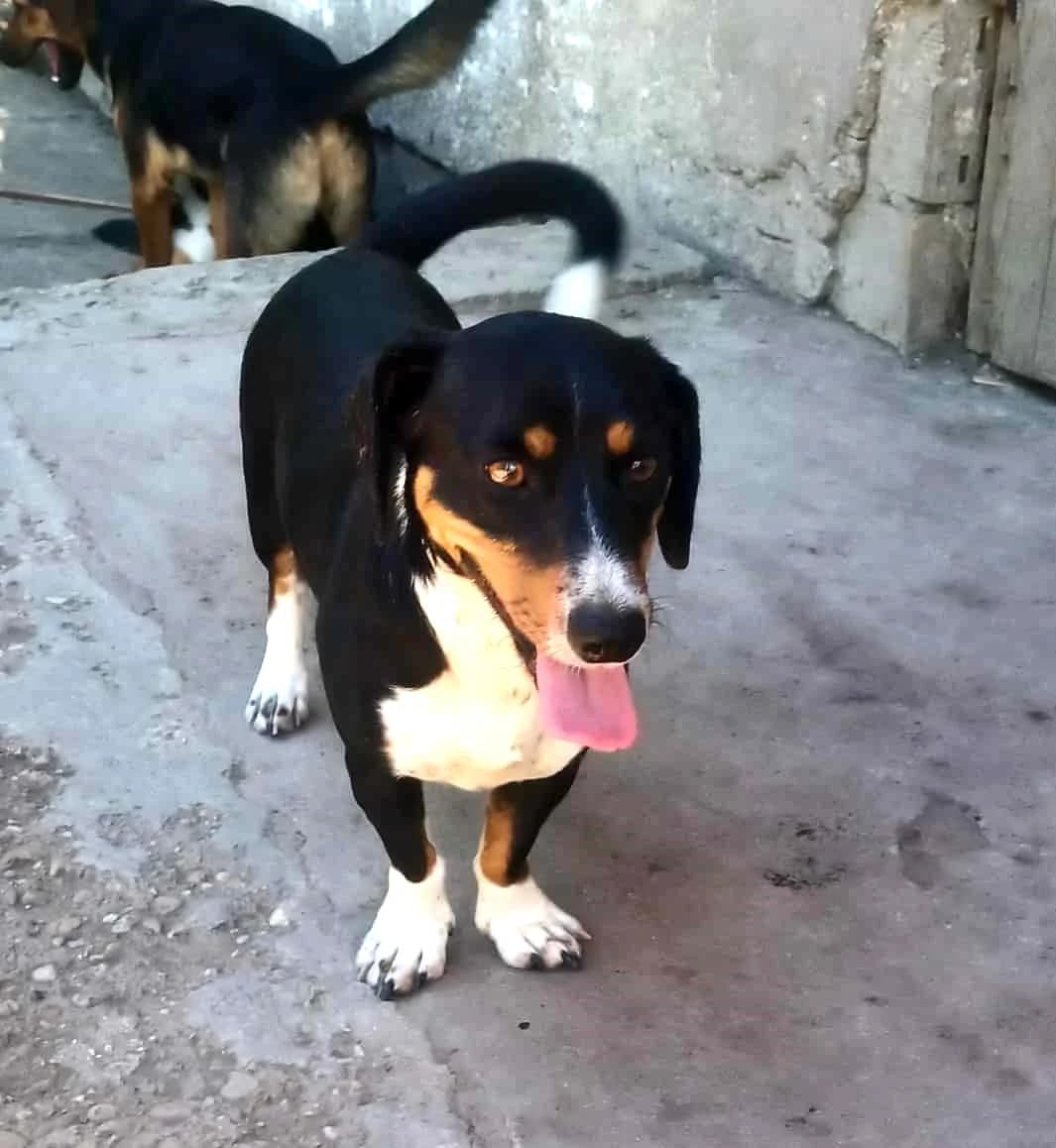 Mogyoró, Mixed Breed (Békési Állatvédők)