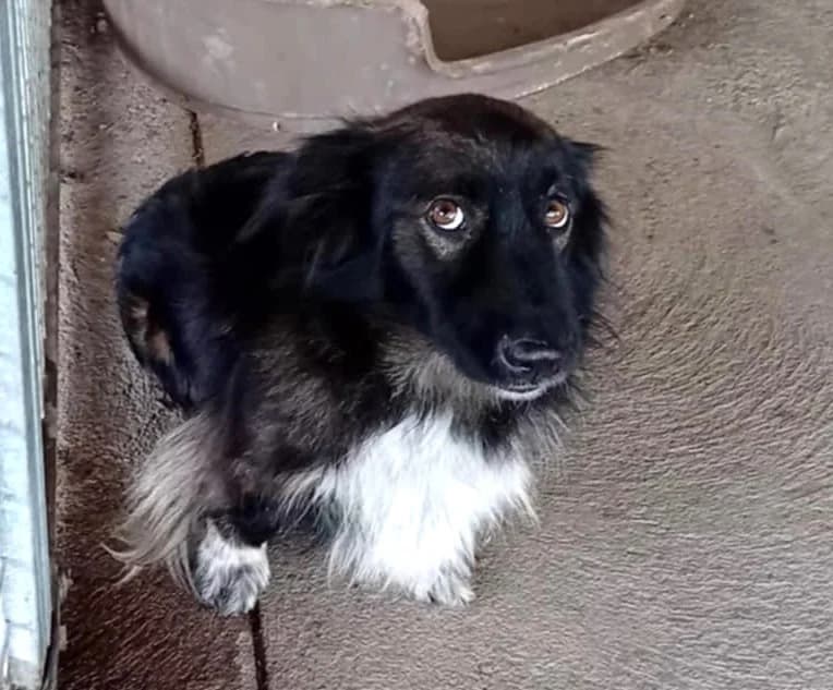 Bobi, Mixed Breed (Békési Állatvédők)