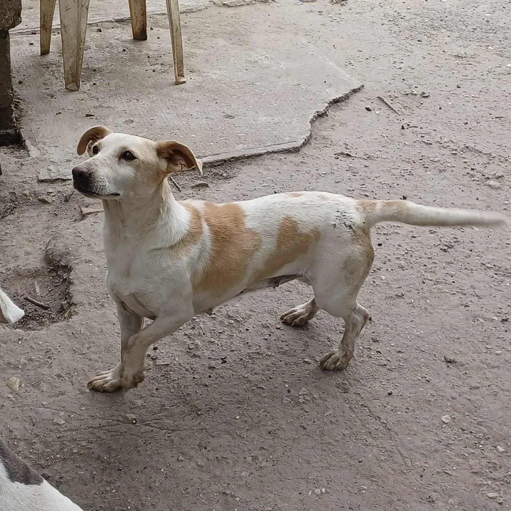Dóra, Mixed Breed (Békési Állatvédők)