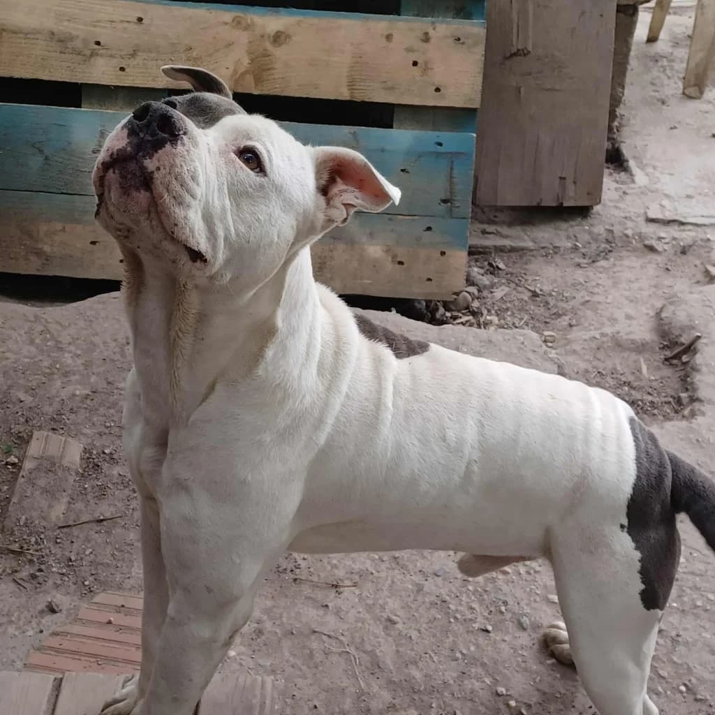 Mázli, Mixed Breed (Békési Állatvédők)