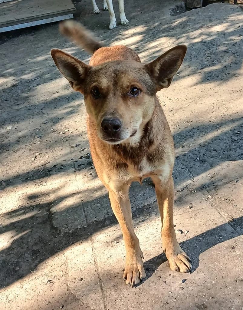 Dongo, Mixed Breed (Békési Állatvédők)
