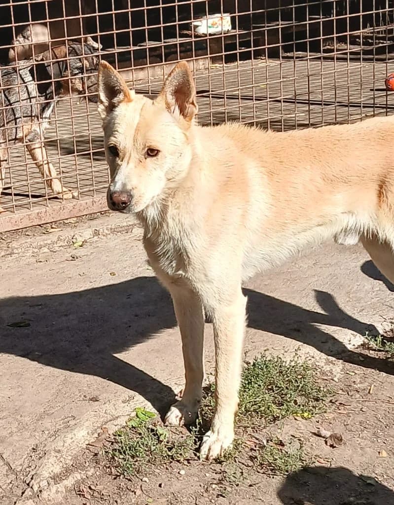 Justin, Mixed Breed (Békési Állatvédők)