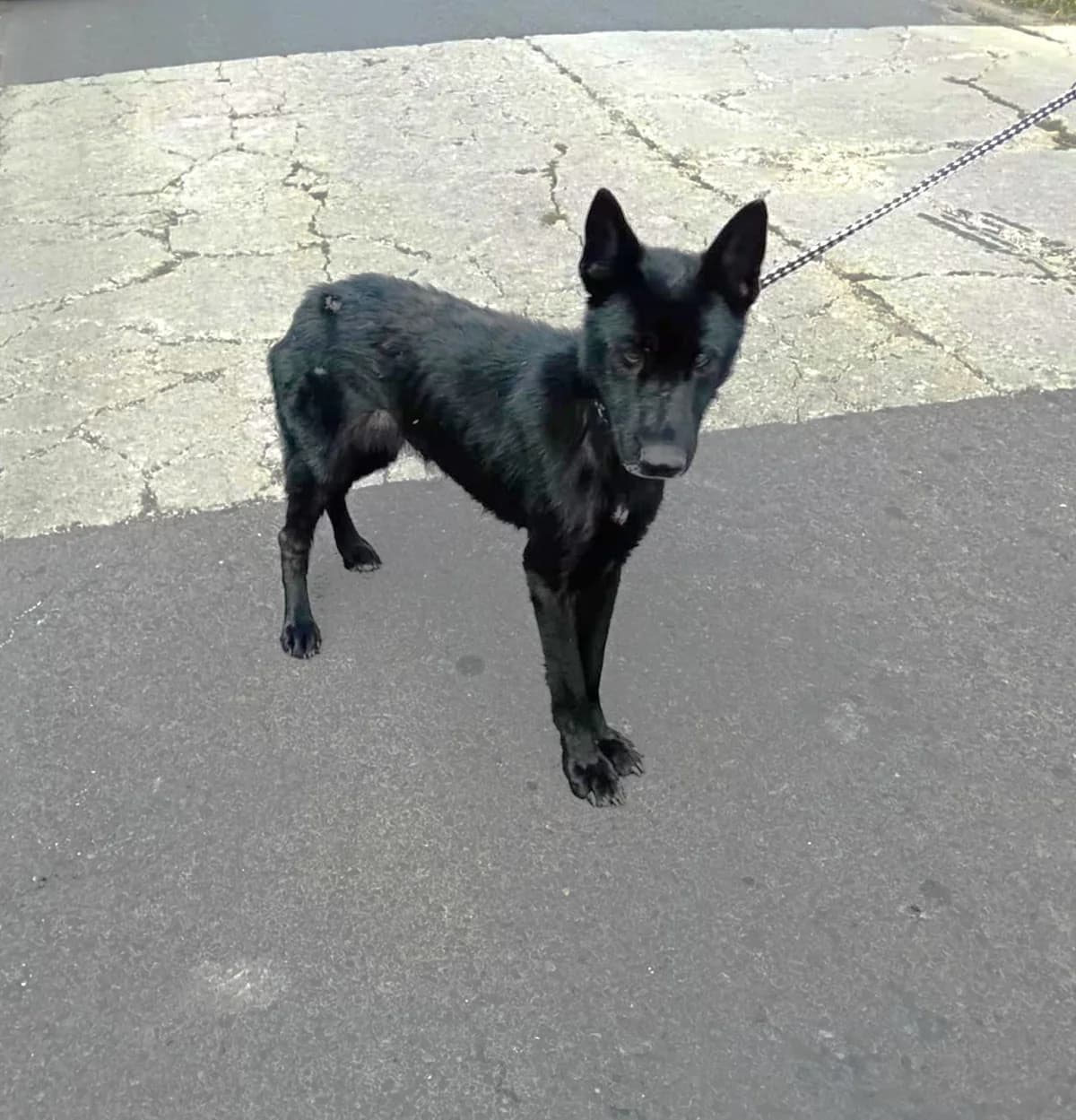 Tóni, Mixed Breed (Békési Állatvédők)