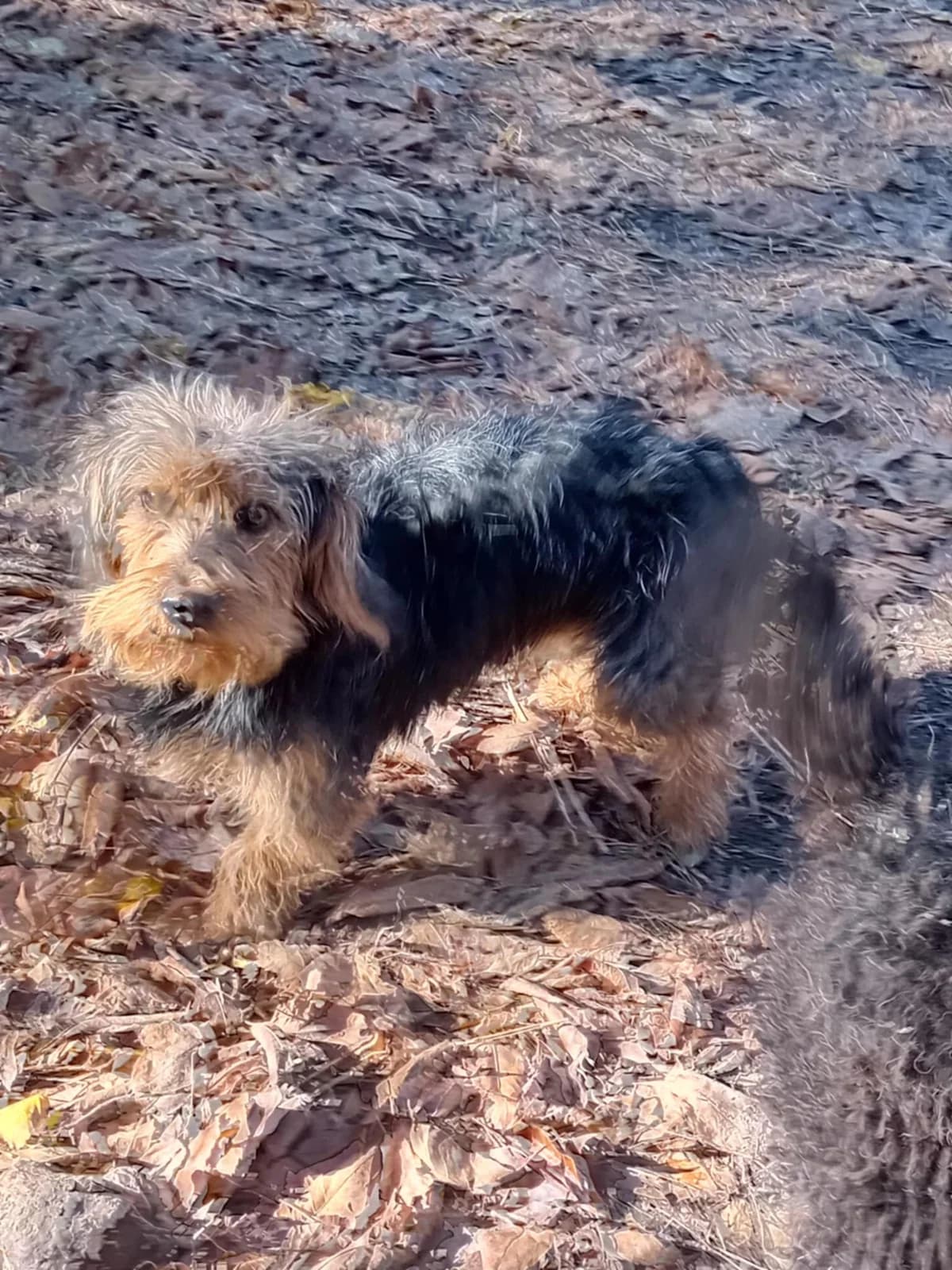 Karesz, Mixed Breed (Békési Állatvédők)