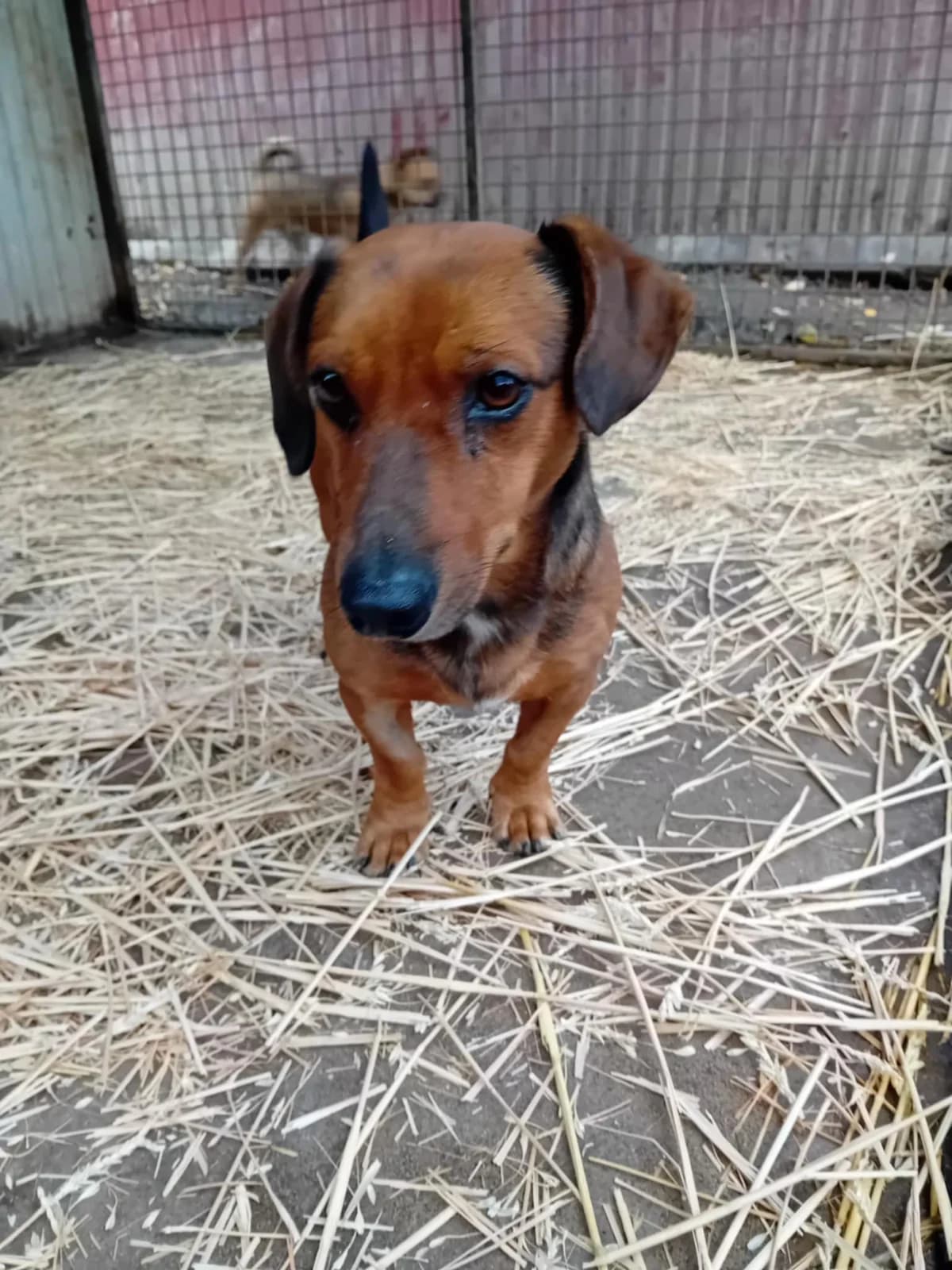 Dugó, Mixed Breed (Békési Állatvédők)