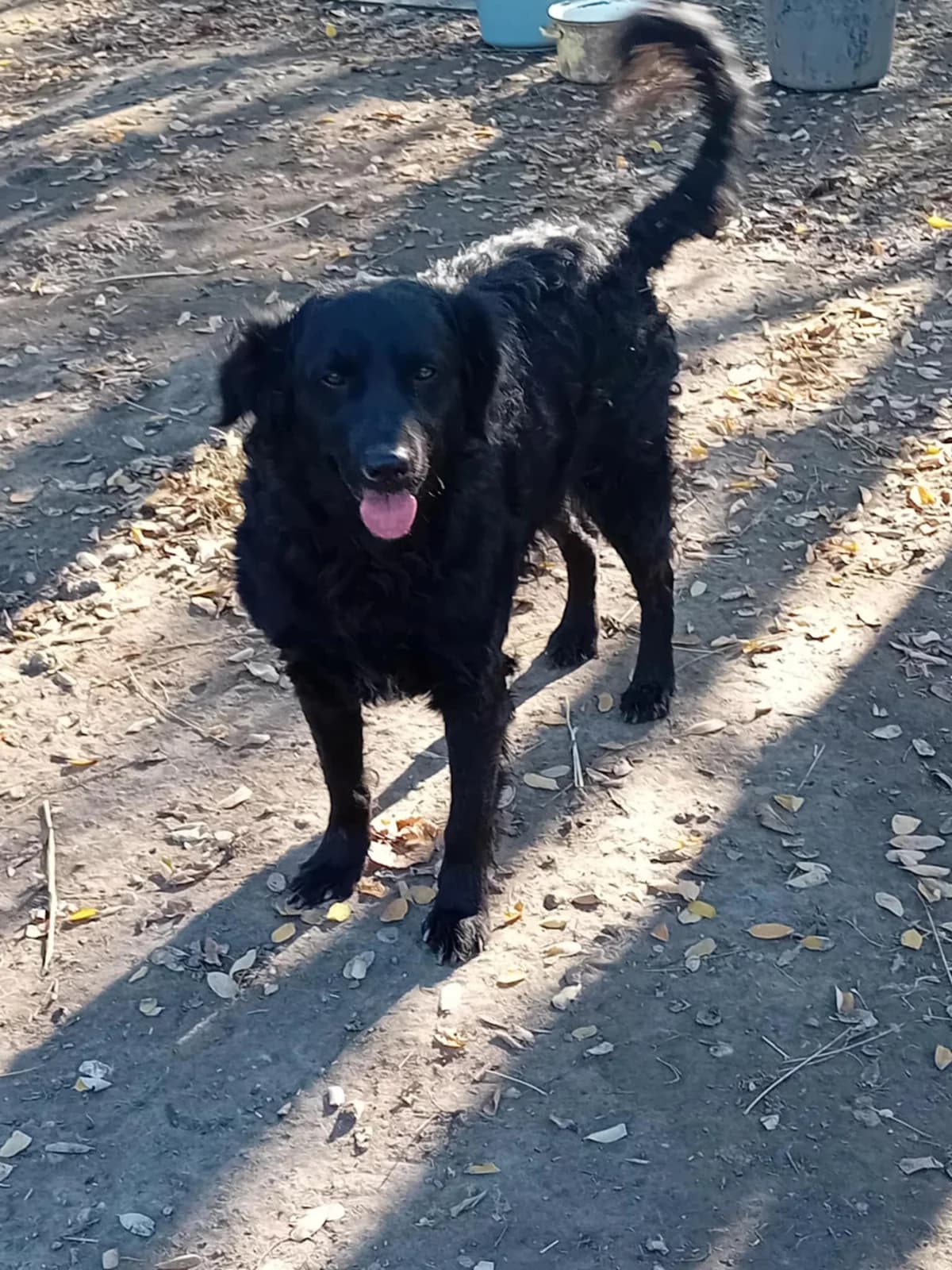 Kormi, Mixed Breed (Békési Állatvédők)