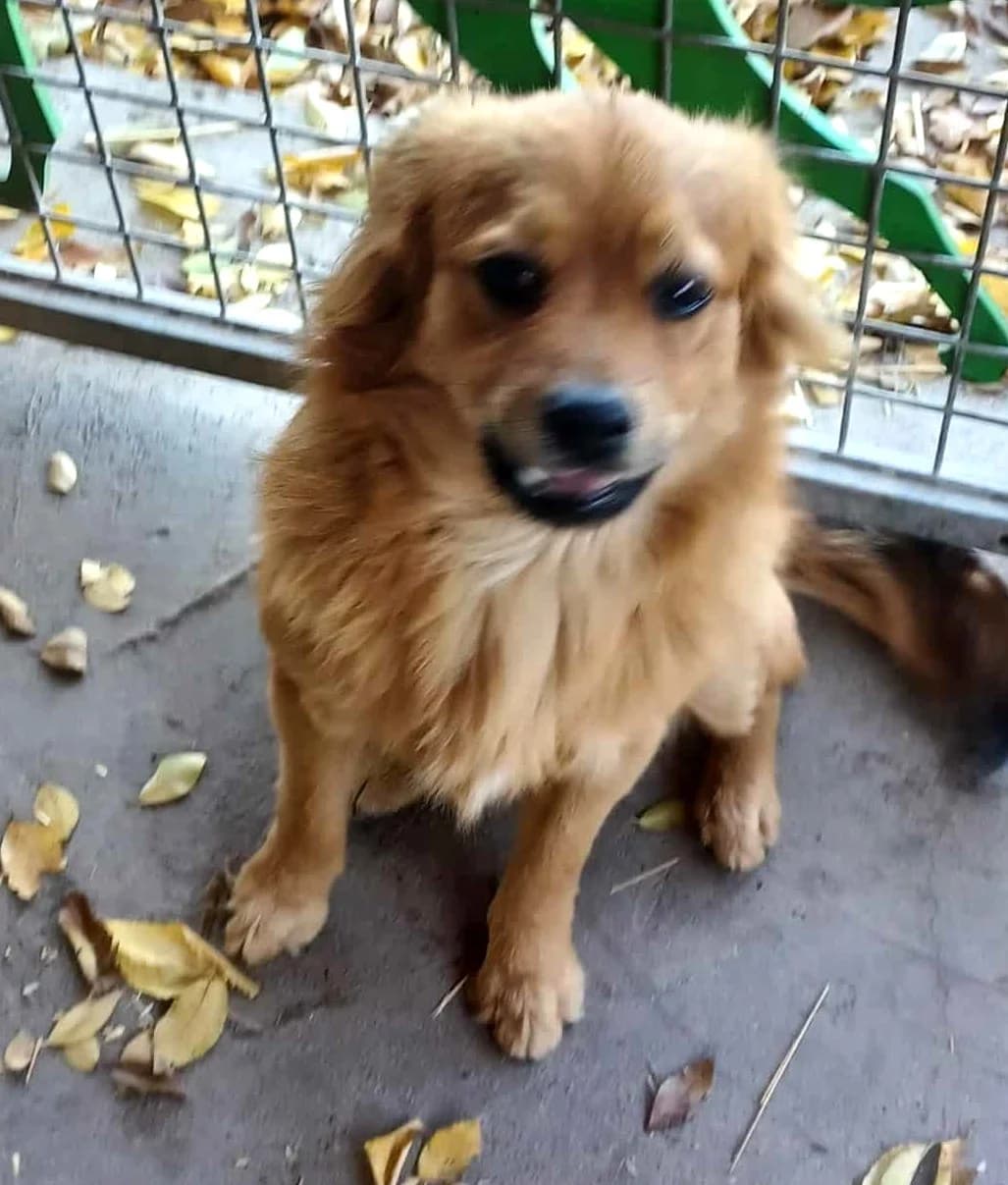 Manó, Mixed Breed (Békési Állatvédők)