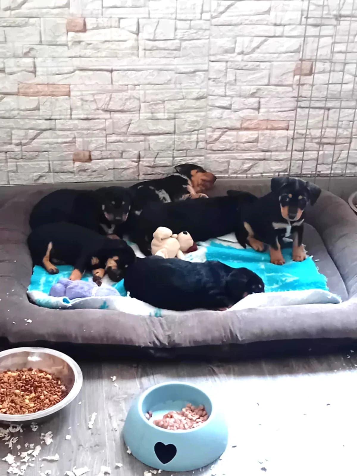 6 kölyök, Mixed Breed (Békési Állatvédők)