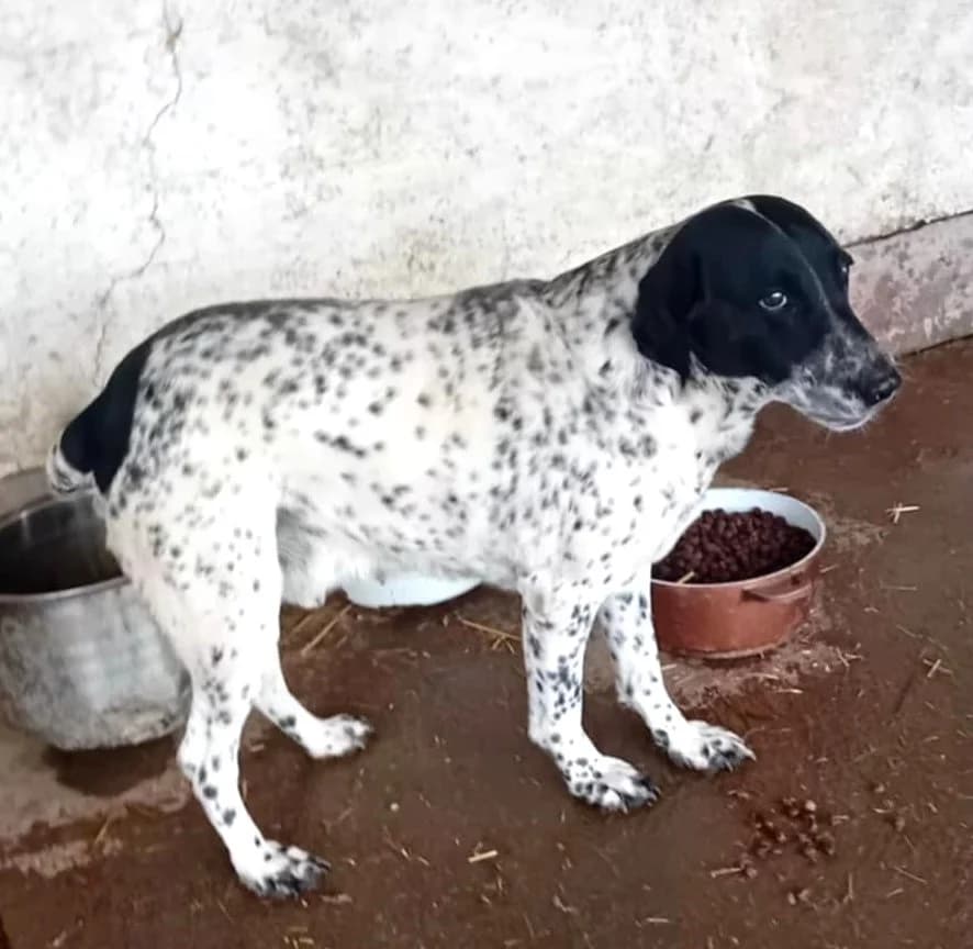 Pötyi, Mixed Breed (Békési Állatvédők)